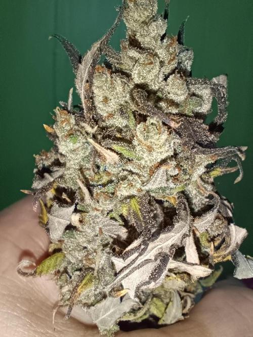 Dale fast buds. Week 13