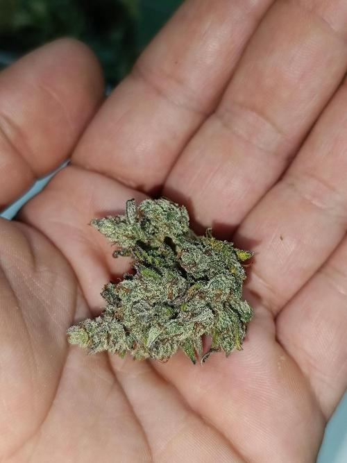 Dale fast buds. Week 13