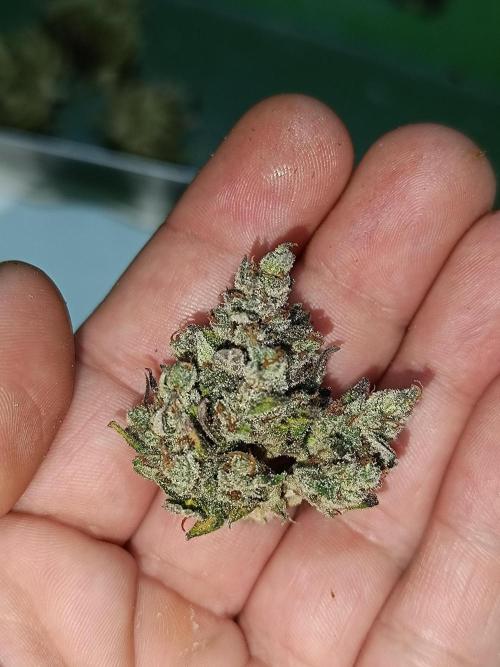 Dale fast buds. Week 13