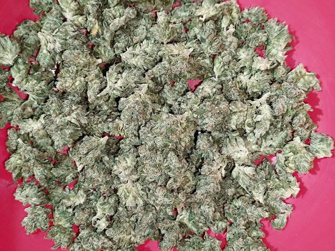 Dale fast buds. Week 13