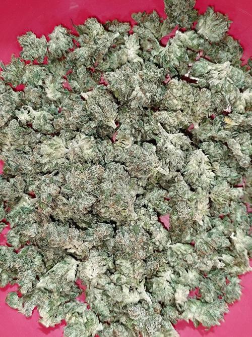 Dale fast buds. Week 13