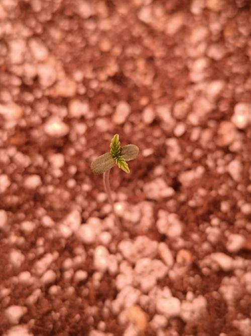 Pack mix Auto RF3 Fastbuds. Week 0