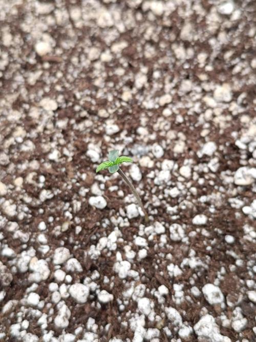 Pack mix Auto RF3 Fastbuds. Week 0