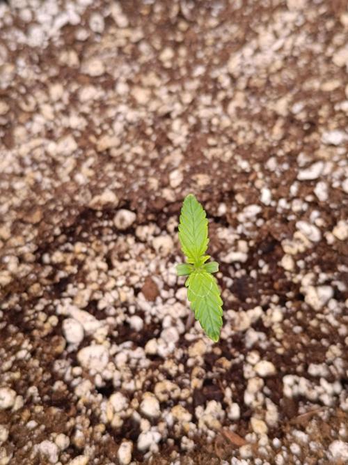 Pack mix Auto RF3 Fastbuds. Week 1