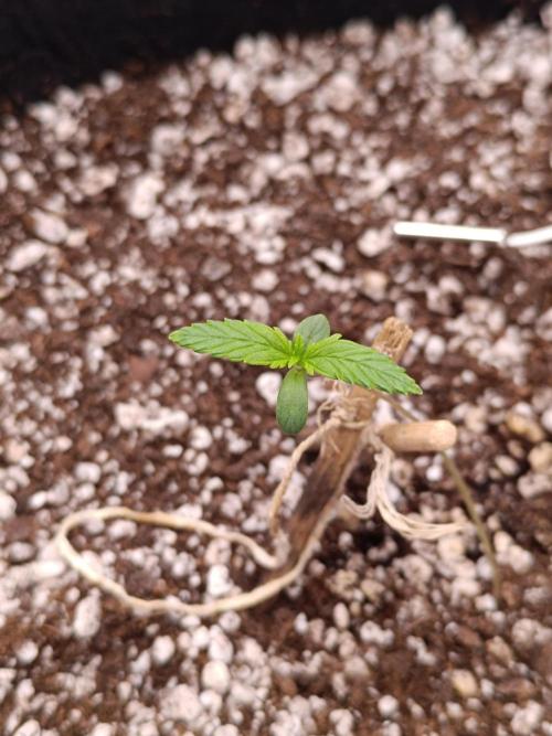 Pack mix Auto RF3 Fastbuds. Week 1