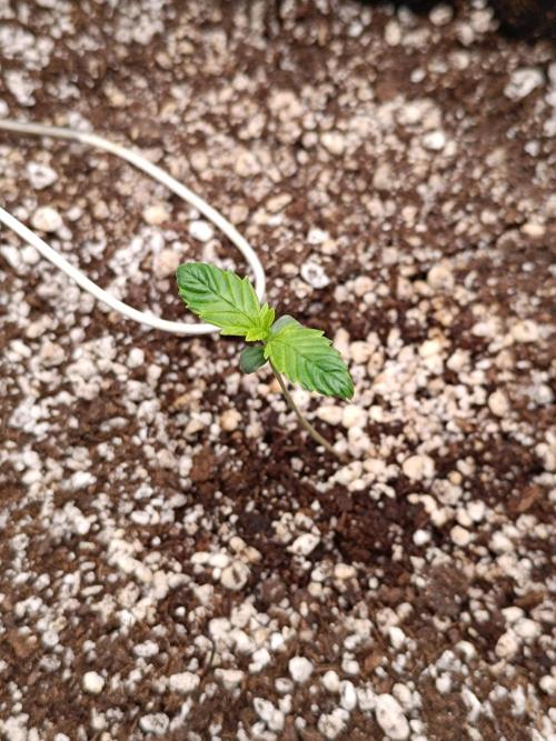 Pack mix Auto RF3 Fastbuds. Week 1