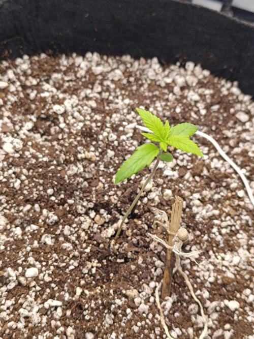 Pack mix Auto RF3 Fastbuds. Week 2