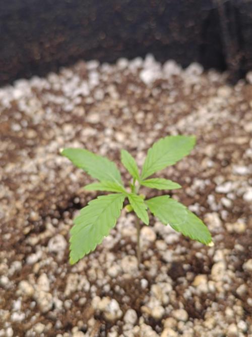 Pack mix Auto RF3 Fastbuds. Week 2