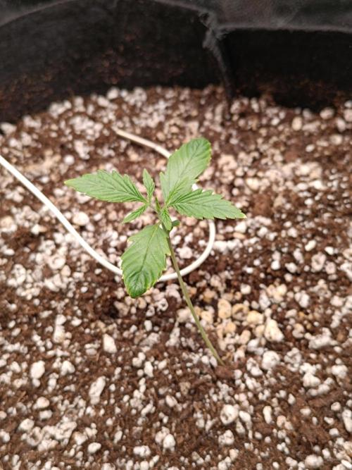 Pack mix Auto RF3 Fastbuds. Week 2