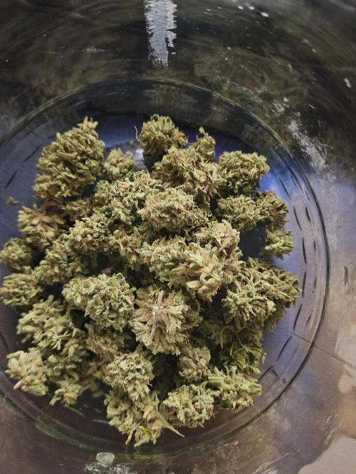 Titan F1 RQS. Week 12