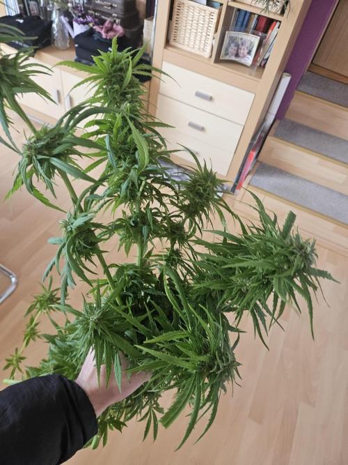 Girl Scout Cookies. Week 16