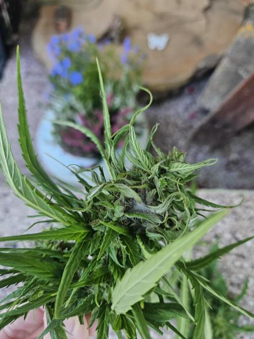 Girl Scout Cookies. Week 16