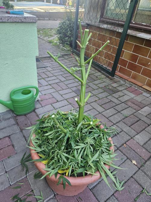 Girl Scout Cookies. Week 16
