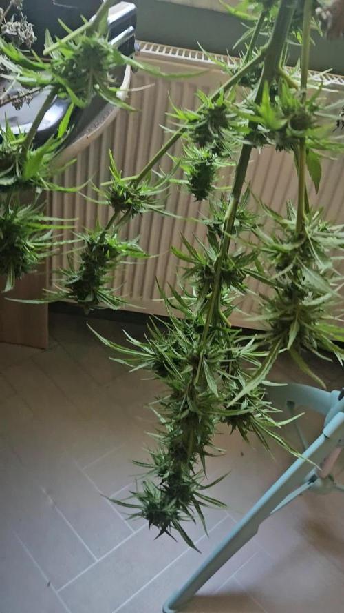 Girl Scout Cookies