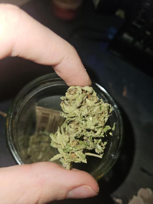 Cali Bag Seed . Week 17