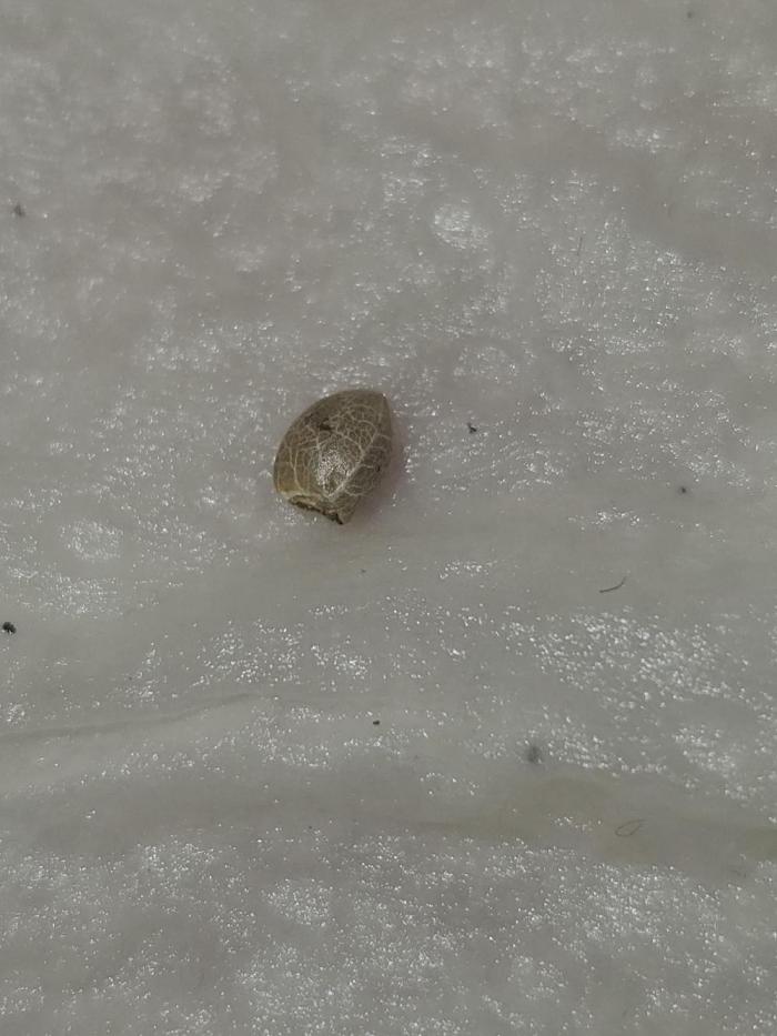 Lemon Mandarin 🍋🍊. Week 0