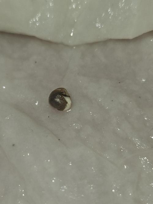 Lemon Mandarin 🍋🍊. Week 0 - 16.1.