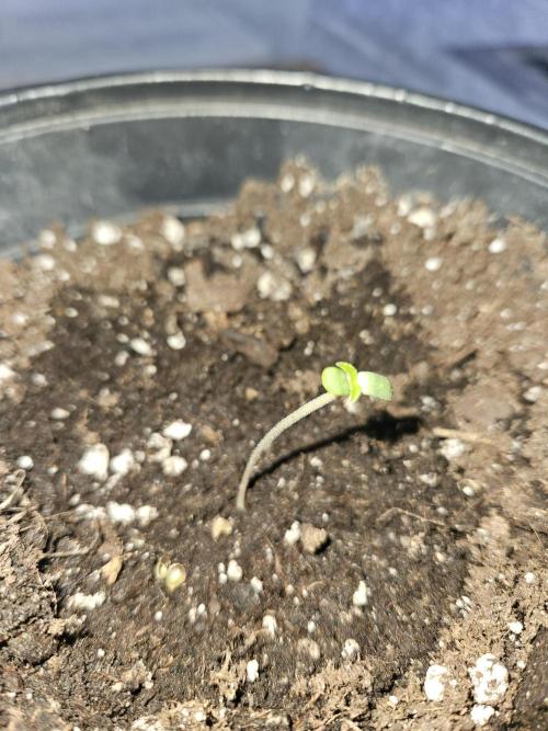 Lemon Mandarin 🍋🍊. Week 1 - 28.1