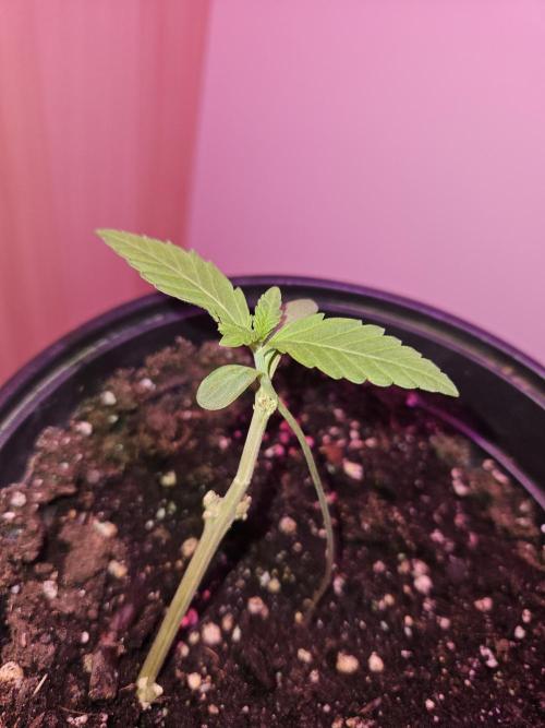 Lemon Mandarin 🍋🍊. Week 1 - 3.2.