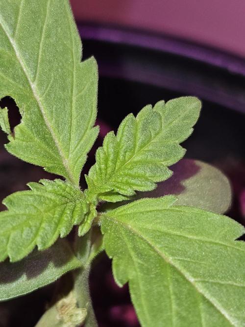 Lemon Mandarin 🍋🍊. Week 2 - 4.2.