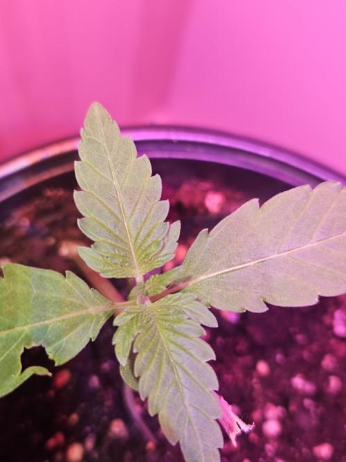 Lemon Mandarin 🍋🍊. Week 2 - 6.2.