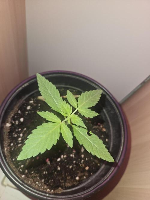 Lemon Mandarin 🍋🍊. Week 2 - 9.2.