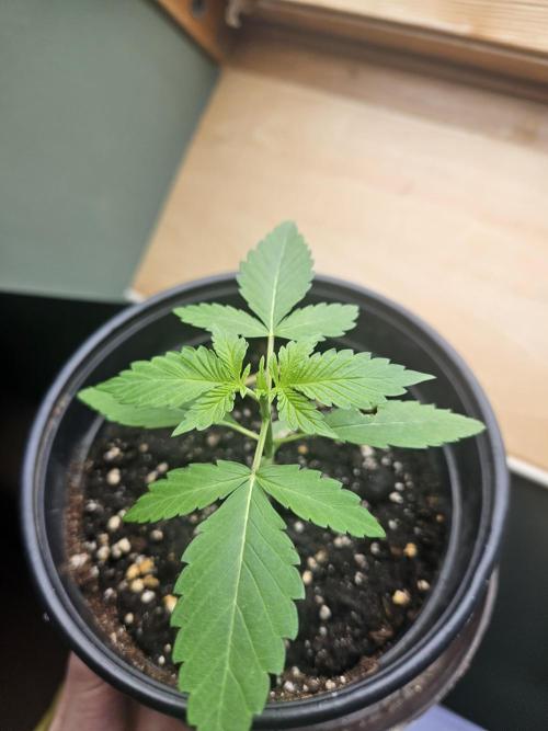 Lemon Mandarin 🍋🍊. Week 3 - 11.2.