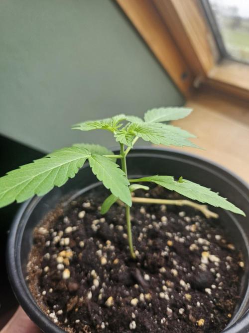 Lemon Mandarin 🍋🍊. Week 3 - 11.2