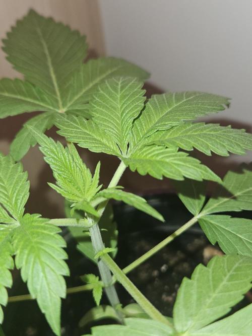 Lemon Mandarin 🍋🍊. Week 3 - 17.2.