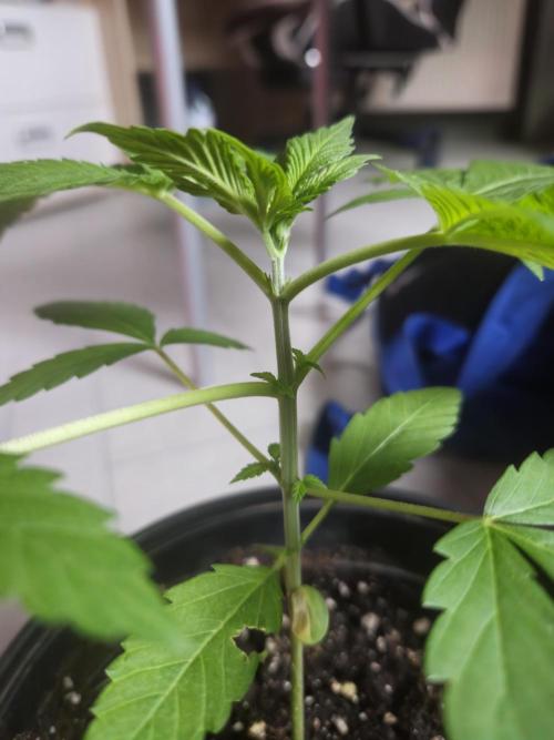 Lemon Mandarin 🍋🍊. Week 4