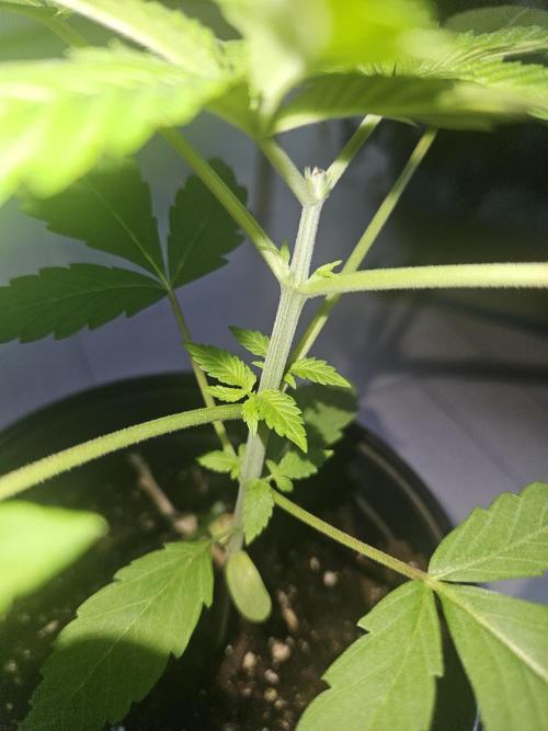 Lemon Mandarin 🍋🍊. Week 4 - 21.2.