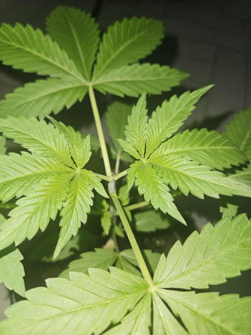 Lemon Mandarin 🍋🍊. Week 4 - 21.2.