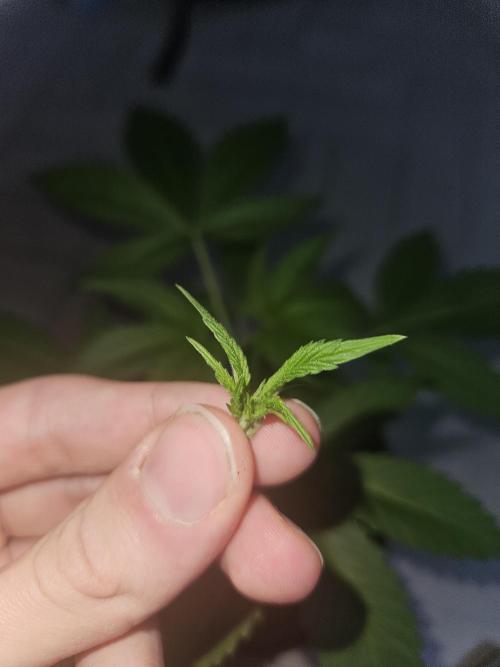 Lemon Mandarin 🍋🍊. Week 4 - 21.2.