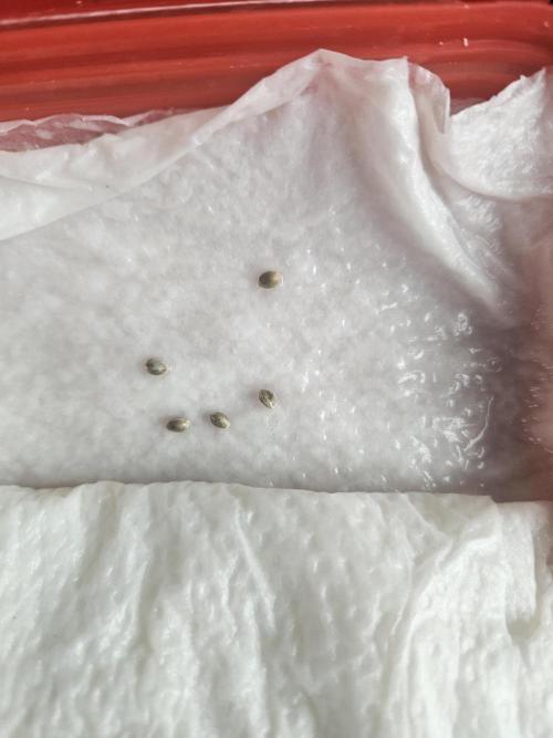 Mystery Phenos. Week 0