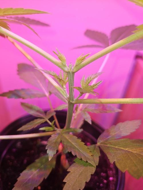 Lemon Mandarin 🍋🍊. Week 4 - 24.2.