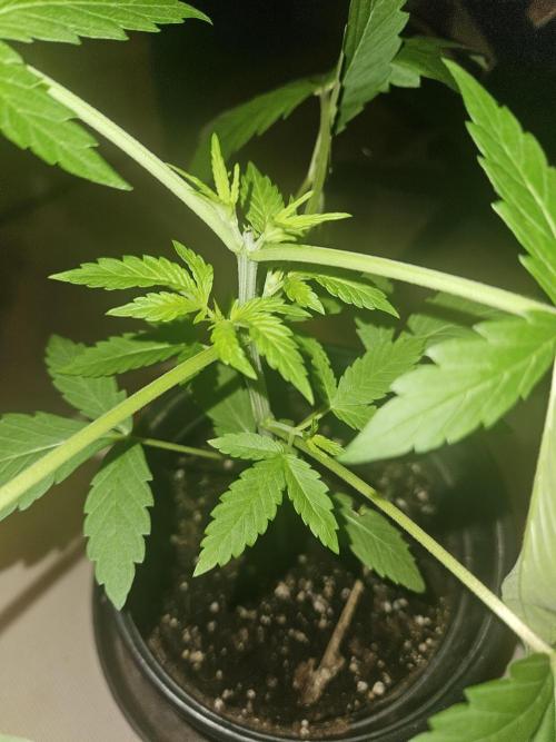 Lemon Mandarin 🍋🍊. Week 5 - 25.2.