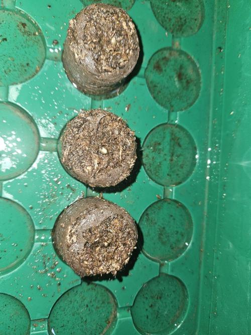 Mystery Phenos. Week 0