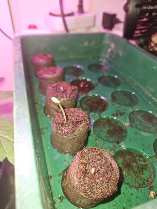 Mystery Phenos. Week 1