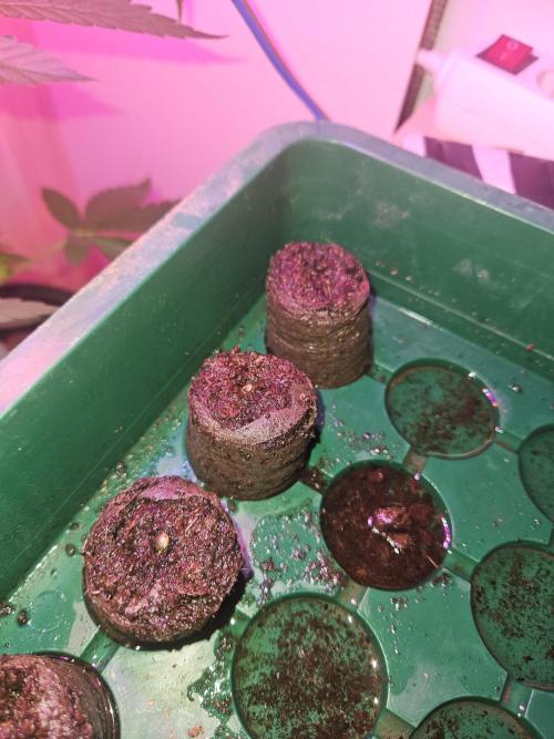 Mystery Phenos. Week 1