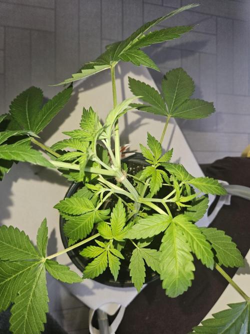 Lemon Mandarin 🍋🍊. Week 5 - 28.2.