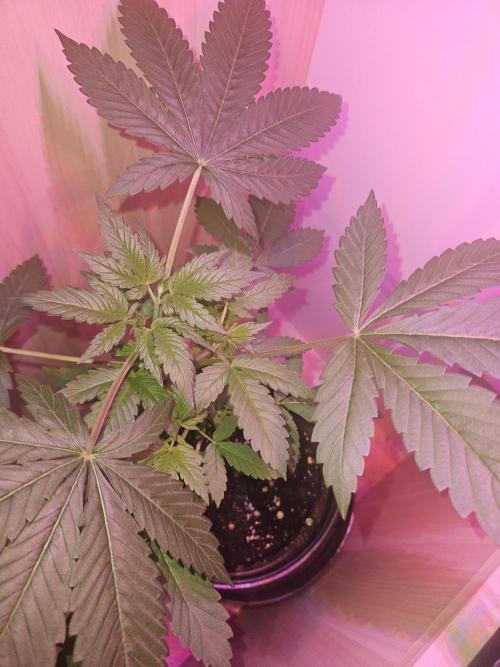 Lemon Mandarin 🍋🍊. Week 5