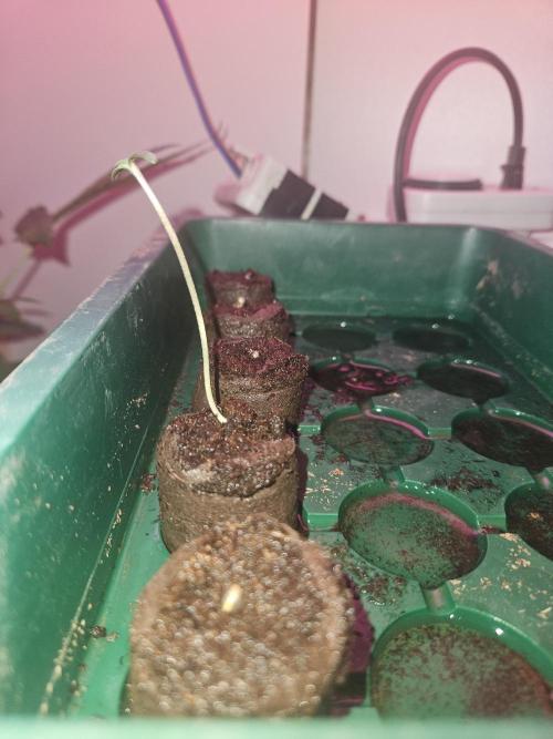 Mystery Phenos. Week 1
