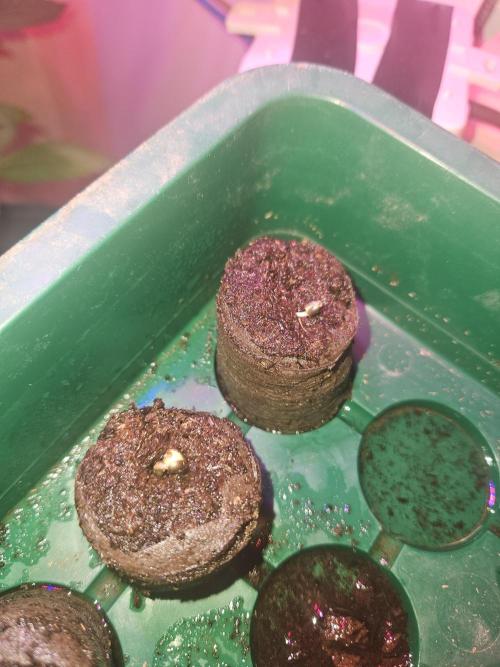 Mystery Phenos. Week 1