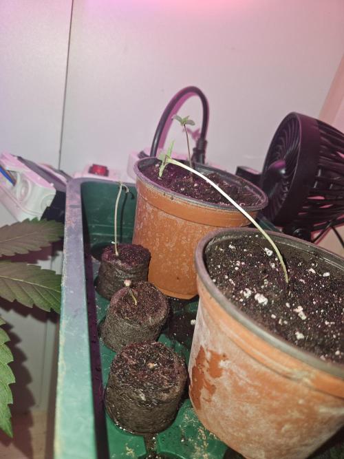 Mystery Phenos. Week 1