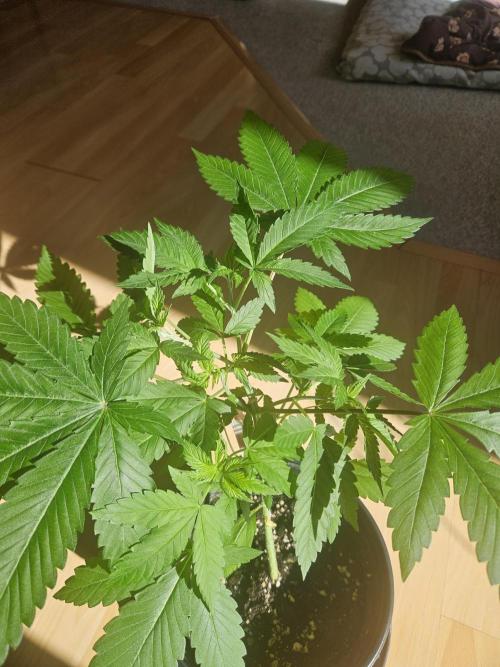 Lemon Mandarin 🍋🍊. Week 6 - 6.3.