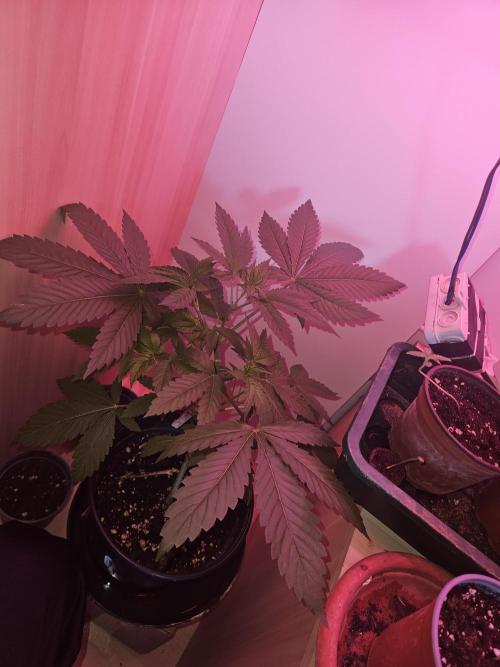 Lemon Mandarin 🍋🍊. Week 6 - 7.3.