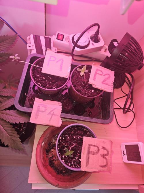 Mystery Phenos. Week 1