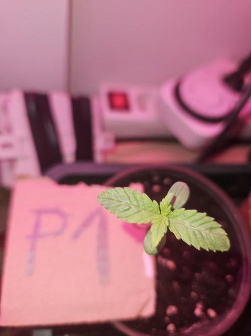 Mystery Phenos. Week 2