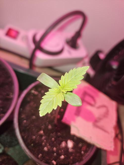 Mystery Phenos. Week 2