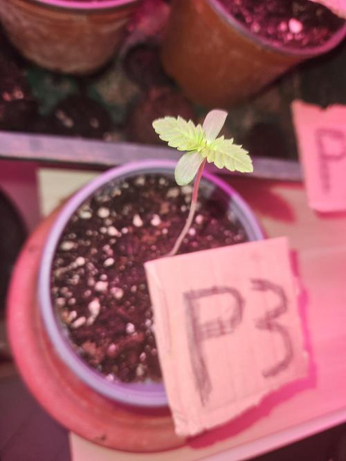 Mystery Phenos. Week 2